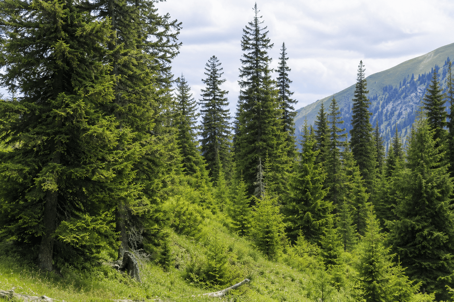 Краснокнижных деревьев на территории будущего курорта Almaty SuperSki нет